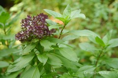 Ocimum basilicum var. basilicum
